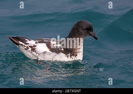 Portrait de Cape pétrel, oiseau marin de la Nouvelle-Zélande Banque D'Images