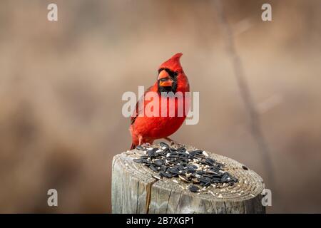 Un cardinal masculin du Nord (Cardinalis cardinalis) assis sur un poste Banque D'Images