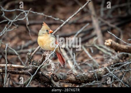 Cardinal féminin du Nord (Cardinalis cardinalis) sur un poste Banque D'Images