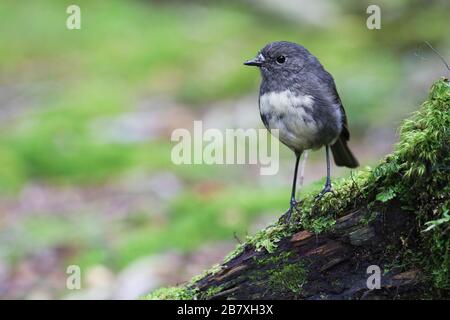 South Island Robin, oiseau endémique de la Nouvelle-Zélande Banque D'Images