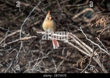 Cardinal féminin du Nord (Cardinalis cardinalis) sur un poste Banque D'Images