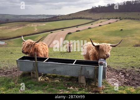 Les bovins des Highlands brachent sur les South Downs à Beacon Hill, près de Warnford, Hampshire, Royaume-Uni Banque D'Images