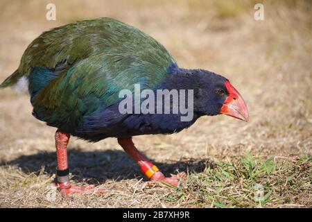 Takahe, oiseau de Nouvelle-Zélande endémique coloré Banque D'Images