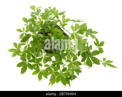 Jiaogulan Feuilles sur fond blanc Banque D'Images