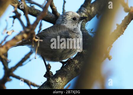 Whitehead, oiseau endémique de Nouvelle-Zélande Banque D'Images