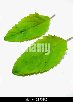 Une photo de feuilles de basilic Banque D'Images