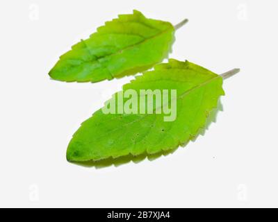 Une photo de feuilles de basilic Banque D'Images