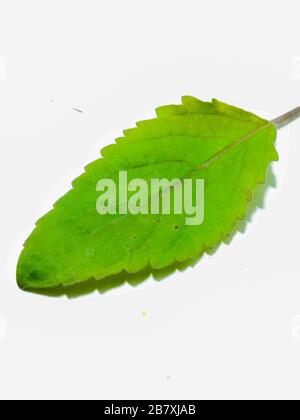 Une photo de feuilles de basilic Banque D'Images