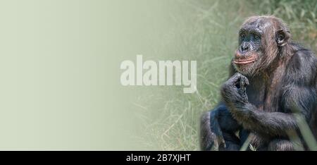 Bannière avec portrait de curieux demandé chimpanzé adulte dans l'herbe verte haute à fond dégradé lisse avec espace de copie pour le texte Banque D'Images