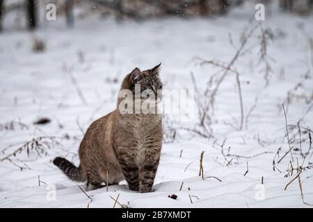 Joli chaton aux yeux bleus en hiver surpris par la chute de neige. Beau chaton en plein air en hiver. Neva mascarade chat sibérien Banque D'Images