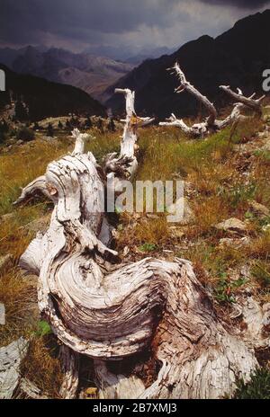 France. Pyrénées. Paysage de montagne avec de vieux arbres tombés. Banque D'Images