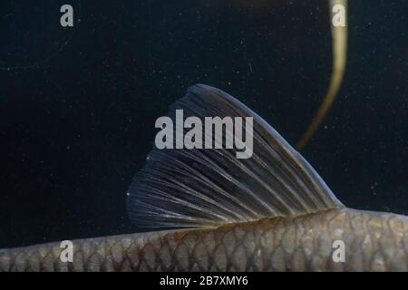 Chub, Squalius cephalus, headshot, notinghamshire, mars Banque D'Images