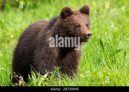 Bébé ours brun cub debout sur la prairie avec de l'herbe verte au printemps Banque D'Images
