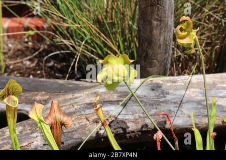 Plantes de Pitcher jaune dans un jardin extérieur Banque D'Images