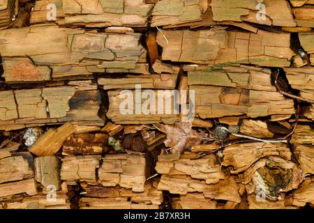 Détail d'une tige d'arbre rotten, fond naturel Banque D'Images