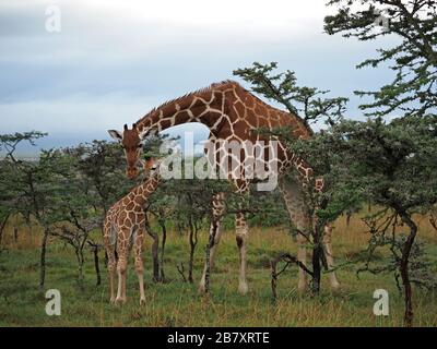 La mère et le mollet ont réticulé Giraffe (Giraffa camelopardalis reticulata) au-dessus du gommage à l'acacia dans OL Pejeta Conservancy, Laikipia, Kenya, Afrique Banque D'Images