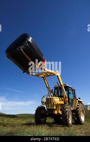 Tracteur transportant une grosse balle nouvellement enveloppée avec une pince sur un chargeur frontal. Cumbria, Royaume-Uni. Banque D'Images