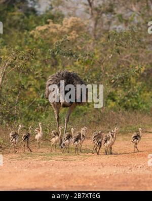 Un grand Rhea (Rhea americana) avec ses poussins, au Nord Pantanal, au Brésil Banque D'Images