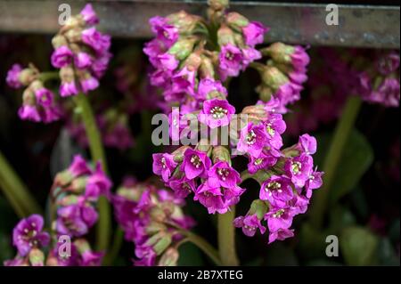 La photo montre une bergenia en fleurs dans le jardin Banque D'Images