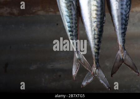 Trois poissons non cuits Banque D'Images