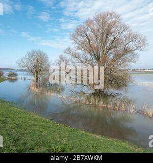 arbres inondés dans l'eau de la rivière waal près du château de loevestein aux pays-bas Banque D'Images