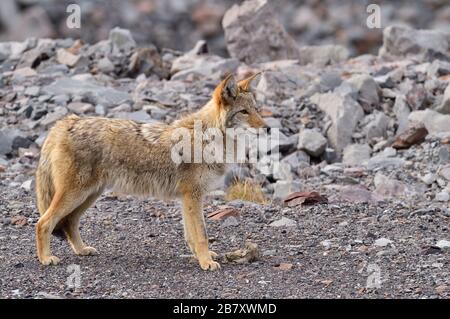 Un coyote sauvage Canis latrans; se tenant sur un terrain rocheux qui s'éloigne dans les régions rurales de l'Alberta Canada Banque D'Images