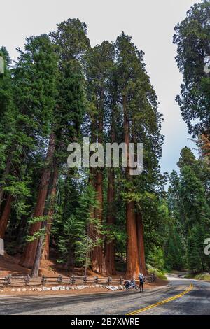 Un homme prenant une photo d'un séquoia géant, séquoia croissant le long de la route des généraux, Kings Canyon National Park, Californie. Banque D'Images