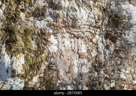 Vue rapprochée d'une écorce d'arbre d'avion vieilli. Fond abstrait naturel. Image Banque D'Images