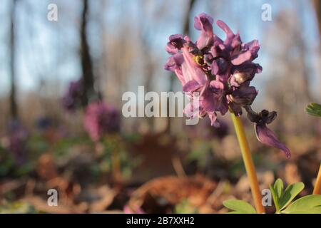 Gros plan de l'oiseau violet de printemps, fumeport fleur corydalis solida dans la forêt. Miel et plantes médicinales Banque D'Images