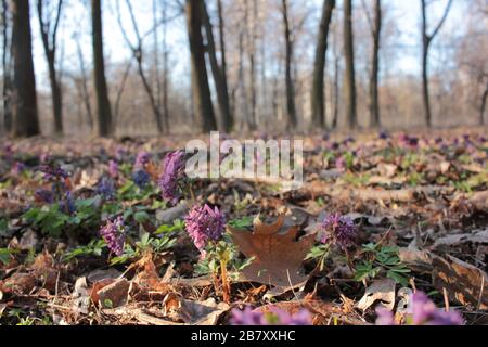 Paysage printanier avec magnifique corydalis solida oiseau violet, fumeport fleurs dans la forêt. Miel et plantes médicinales Banque D'Images