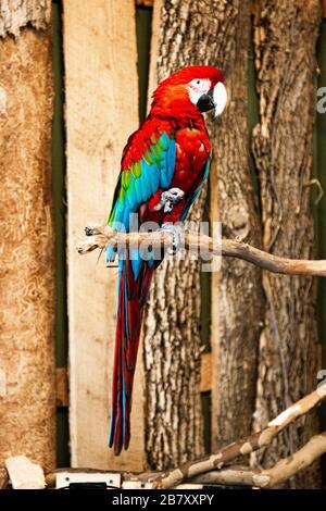 Magnifique perroquet perché sur une branche en bois Banque D'Images