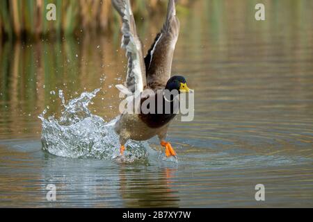 Mallard Drake-Anas platyrhynchos prend le vol. Banque D'Images