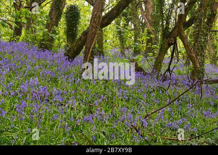 Magnifique exposition de bluebells en pleine floraison dans les bois sur Eype vers le bas près de l'Eype supérieur dans Dorset Angleterre, Royaume-Uni Banque D'Images