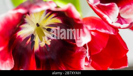 Fond floral abstrait, pétales de fleurs de tulipe rouges. Macro fleurs toile de fond pour le design de marque de vacances. Concept botanique Banque D'Images