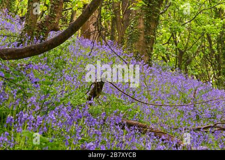 Magnifique exposition de bluebells en pleine floraison dans les bois sur Eype vers le bas près de l'Eype supérieur dans Dorset Angleterre, Royaume-Uni Banque D'Images