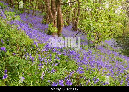 Magnifique exposition de bluebells en pleine floraison dans les bois sur Eype vers le bas près de l'Eype supérieur dans Dorset Angleterre, Royaume-Uni Banque D'Images