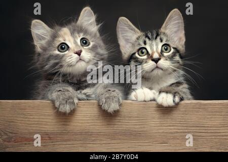 Deux jolis chatons à rayures grises reposent leurs pattes sur un planche en bois Banque D'Images