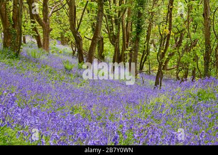 Magnifique exposition de bluebells en pleine floraison dans les bois sur Eype vers le bas près de l'Eype supérieur dans Dorset Angleterre, Royaume-Uni Banque D'Images