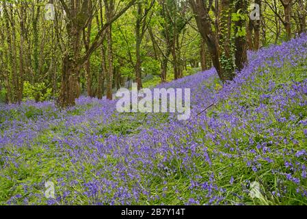 Magnifique exposition de bluebells en pleine floraison dans les bois sur Eype vers le bas près de l'Eype supérieur dans Dorset Angleterre, Royaume-Uni Banque D'Images