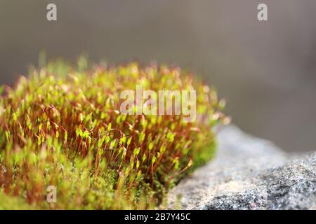 Mousse rouge avec capsules de spore vertes sur un rocher de près, forêt magique. Macro-shot coloré de la nature fée, fond de rêve Banque D'Images