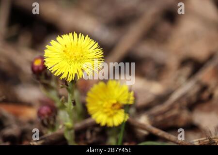 Fleurs de Coltsfoot dans une forêt printanière. Floraison Tussilago farfara, fleurs jaunes en journée ensoleillée Banque D'Images