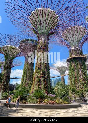 Supertree Grove et Skyway, Gardens by the Bay, Marina Bay, île de Singapour (Pulau Ujong), Singapour Banque D'Images