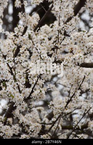 Printemps blanc, fleurs fruitées sur de fines branches Banque D'Images