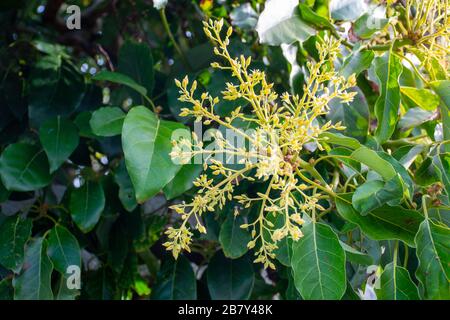 Cultivaion de fruits d'avocat sain sur l'île de La Palma, îles Canaries, Espagne, de fleurs de saison jeunes avocatiers croissant sur les plantations au moun Banque D'Images