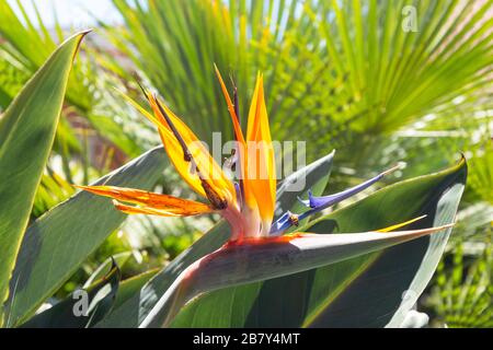 Fleur d'oiseau de paradis (Strelitzia), Selcourt, Springs, East Rand, province de Gauteng, République d'Afrique du Sud Banque D'Images