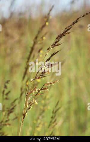 Big Bluestem. Pied-de-table. Grand Bluestem. Projet. Andropogon gerardii. Une herbe haute. Huffman Prairie, Dayton, Ohio, États-Unis. Banque D'Images