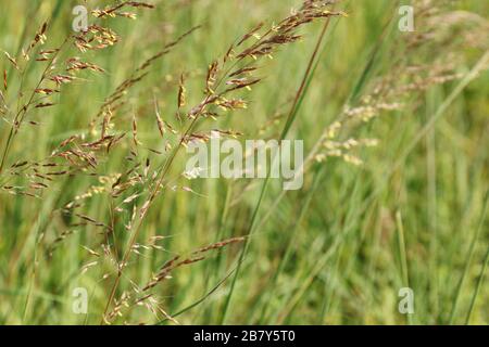 Big Bluestem. Pied-de-table. Grand Bluestem. Projet. Andropogon gerardii. Une herbe haute. Huffman Prairie, Dayton, Ohio, États-Unis. Banque D'Images