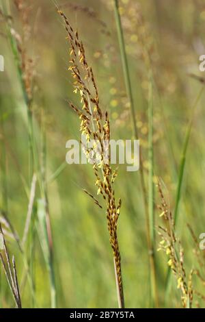 Big Bluestem. Pied-de-table. Grand Bluestem. Projet. Andropogon gerardii. Une herbe haute. Huffman Prairie, Dayton, Ohio, États-Unis. Banque D'Images