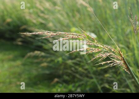 Big Bluestem. Pied-de-table. Grand Bluestem. Projet. Andropogon gerardii. Une herbe haute. Huffman Prairie, Dayton, Ohio, États-Unis. Banque D'Images