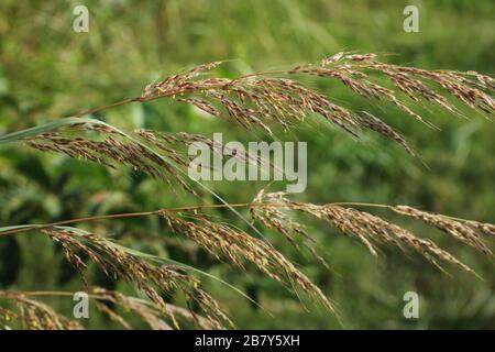 Big Bluestem. Pied-de-table. Grand Bluestem. Projet. Andropogon gerardii. Une herbe haute. Huffman Prairie, Dayton, Ohio, États-Unis. Banque D'Images